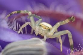 Attēlu rezultāti vaicājumam “Dianema nivale macro”