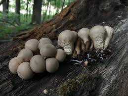 Attēlu rezultāti vaicājumam “Lycoperdon pyriforme young”