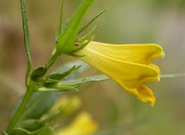 Attēlu rezultāti vaicājumam “Melampyrum pratense bud”