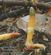 Attēlu rezultāti vaicājumam “Mutinus caninus”