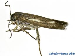 Attēlu rezultāti vaicājumam “Scythrididae”