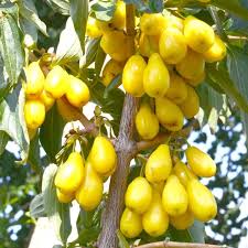 Attēlu rezultāti vaicājumam “Cornus mas fruit”