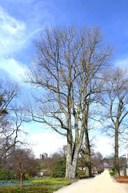 Attēlu rezultāti vaicājumam “Populus x canadensis”