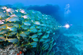 Image result for Canary Divers