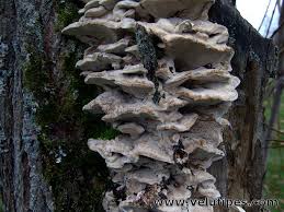 Attēlu rezultāti vaicājumam “Bjerkandera fumosa”