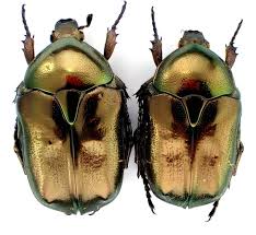 Attēlu rezultāti vaicājumam “Potosia cuprea imago”