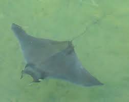 Image result for Mobula hypostoma