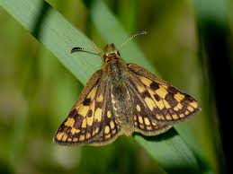 Attēlu rezultāti vaicājumam “Carterocephalus palaemon underside”