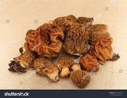 Attēlu rezultāti vaicājumam “Morchella sp.”