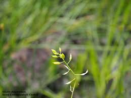 Attēlu rezultāti vaicājumam “Rorippa palustris fruit”
