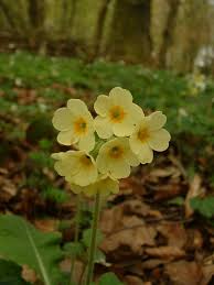 Image result for Primula elatior