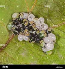 Attēlu rezultāti vaicājumam “Palomena prasina nymph”