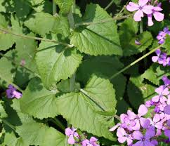 Attēlu rezultāti vaicājumam “Lunaria annua leaf”