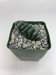 Attēlu rezultāti vaicājumam “Tortula truncata sporophyte”