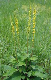 Image result for Verbascum nigrum
