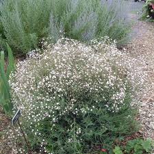 Attēlu rezultāti vaicājumam “Gypsophila paniculata”