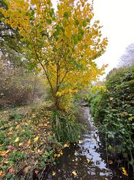 Attēlu rezultāti vaicājumam “Ulmus laevis fruit”