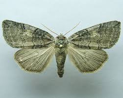 Attēlu rezultāti vaicājumam “Tethea or”