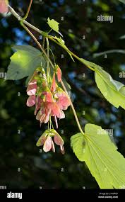 Attēlu rezultāti vaicājumam “Acer pseudoplatanus fruit”