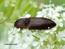 Attēlu rezultāti vaicājumam “Harminius undulatus”