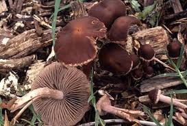 Attēlu rezultāti vaicājumam “Psathyrella sp.”