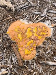 Attēlu rezultāti vaicājumam “Lycogala conicum young”