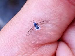 Attēlu rezultāti vaicājumam “Prociphilus xylostei”