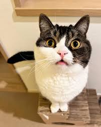 猫次郎o에 대한 이미지 검색결과