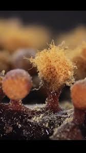 Attēlu rezultāti vaicājumam “Trichia varia spores”