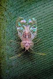 Attēlu rezultāti vaicājumam “Diaperis boleti nest”