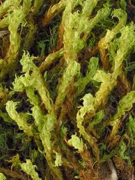 Attēlu rezultāti vaicājumam “Dichodontium pellucidum”