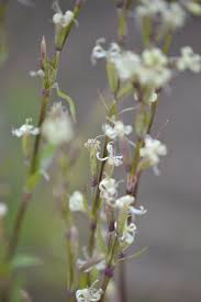 Attēlu rezultāti vaicājumam “Silene tatarica”