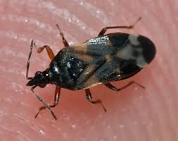 Attēlu rezultāti vaicājumam “Anthocoris nemorum”