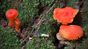 Attēlu rezultāti vaicājumam “Hygrocybe sp.”