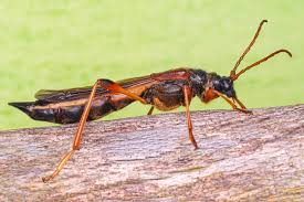 Attēlu rezultāti vaicājumam “Necydalis major”