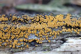 Attēlu rezultāti vaicājumam “Trichia varia”