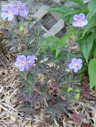 Image result for Geranium `Purple Haze`