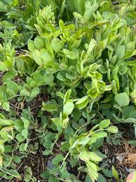 Attēlu rezultāti vaicājumam “Lathyrus japonicus subsp. maritimus”
