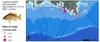 Image result for Lutjanus apodus