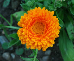 Image result for Calendula officinalis
