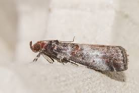 Attēlu rezultāti vaicājumam “Acrobasis advenella”