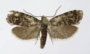 Attēlu rezultāti vaicājumam “Retinia resinella”