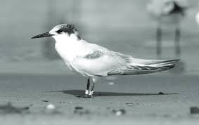 Image result for Sterna dougallii