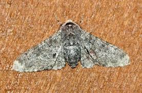 Attēlu rezultāti vaicājumam “Biston betularia”