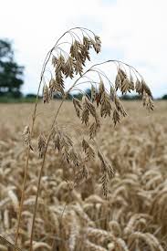 Attēlu rezultāti vaicājumam “Bromus secalinus”