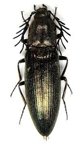 Attēlu rezultāti vaicājumam “Ctenicera pectinicornis”