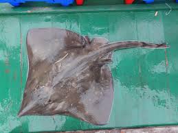 Image result for Dipturus intermedius