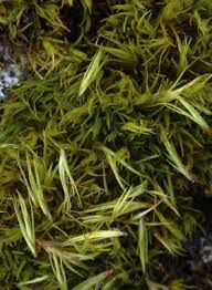 Attēlu rezultāti vaicājumam “Paraleucobryum longifolium”