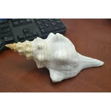 Image result for Triplofusus giganteus
