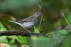 Image result for Catharus minimus